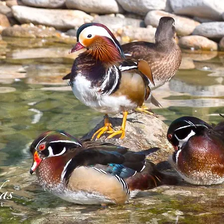 Cascadas Family Апарт-готель
