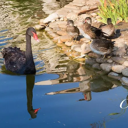 Cascadas Family Апарт-готель